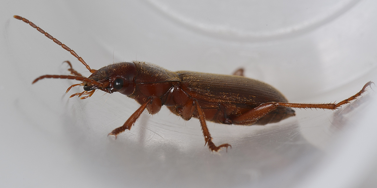 Scybalicus oblongiusculus (Carabidae)